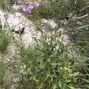 Plancia ëd Angelonia verticillata D. Philcox