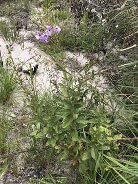 Image of Angelonia verticillata D. Philcox