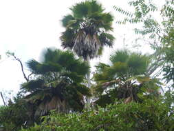 Image of Kilauea pritchardia