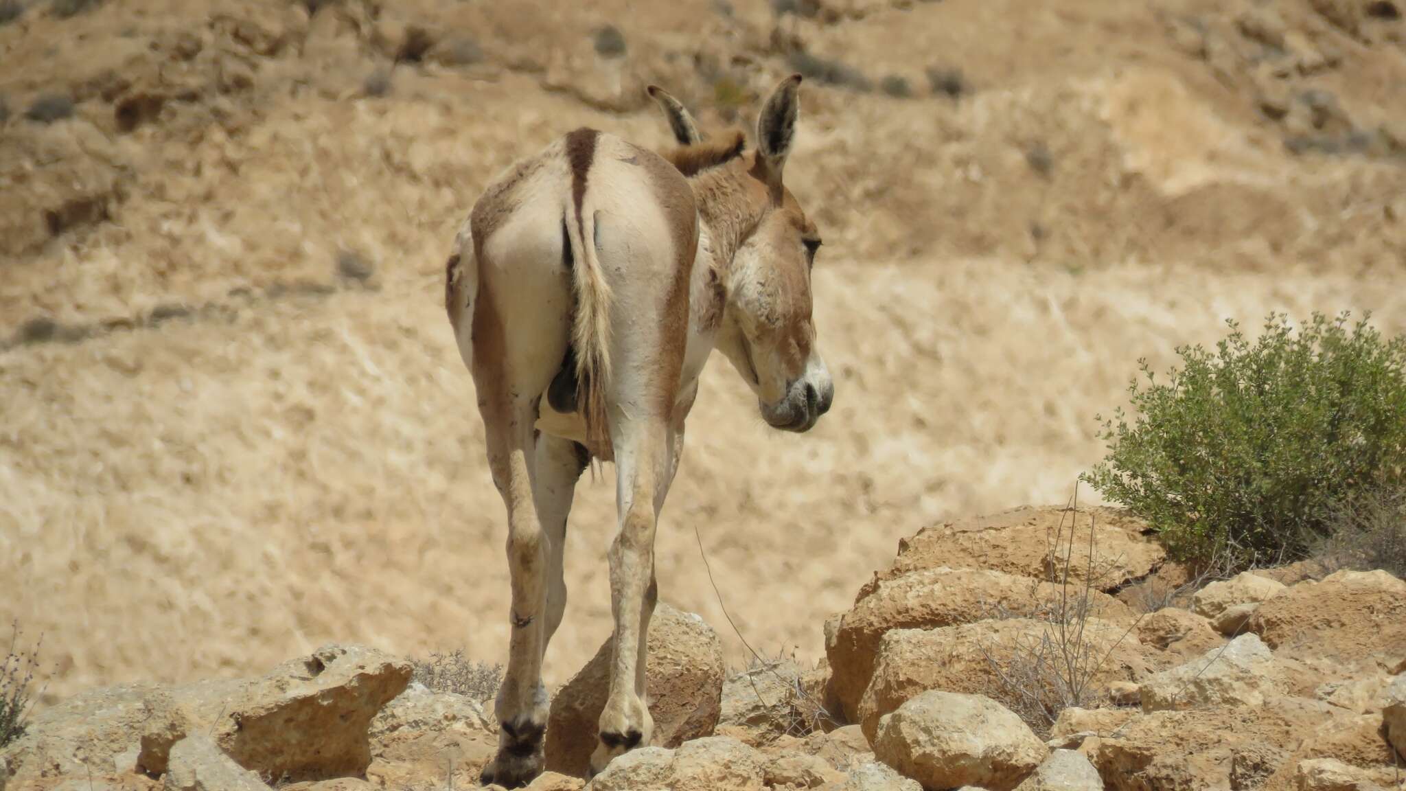 Image of Asian Wild Ass