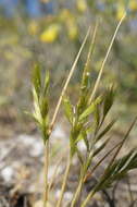 Image of Ventenata macra (Steven ex M. Bieb.) Balansa ex Boiss.