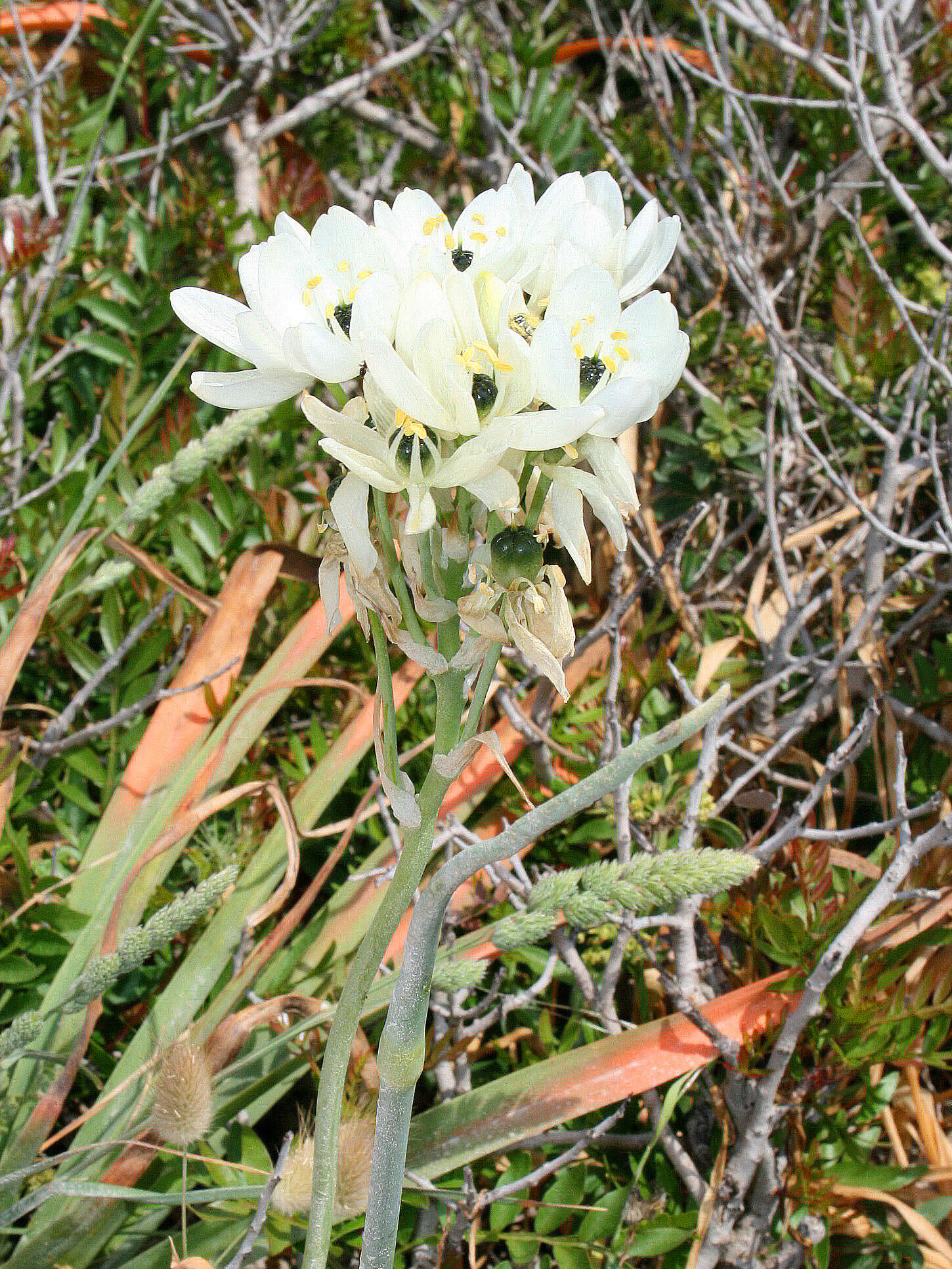 Image of Ornithogalum arabicum L.