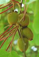 Imagem de Actinidia chinensis Planch.