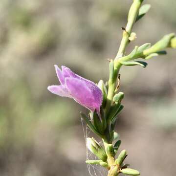 Image of Eremophila divaricata (F. Muell.) F. Muell.