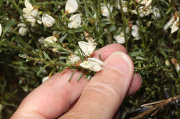 Image of white spanishbroom