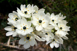 Imagem de Ornithogalum arabicum L.