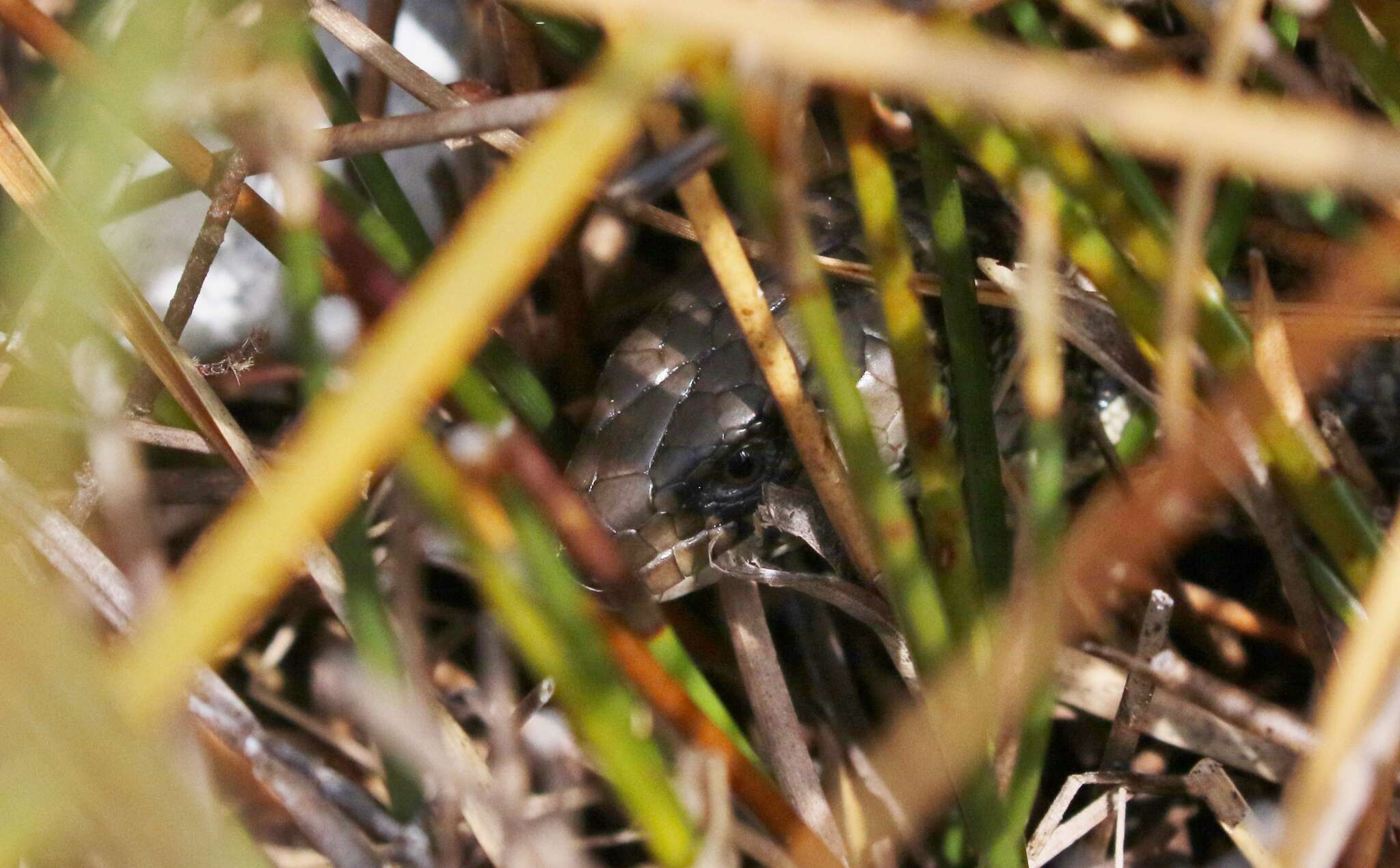 Image of She-oak Skink