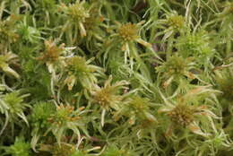 Imagem de Sphagnum angustifolium C. E. O. Jensen 1896