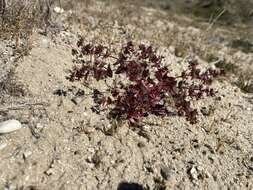 Mucronea perfoliata (A. Gray) A. Heller的圖片