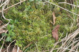 Imagem de Sphagnum angustifolium C. E. O. Jensen 1896