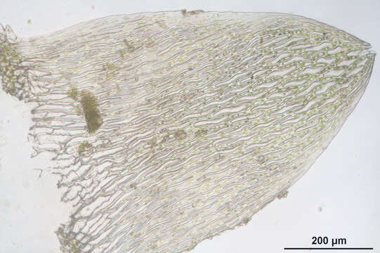 Imagem de Sphagnum angustifolium C. E. O. Jensen 1896