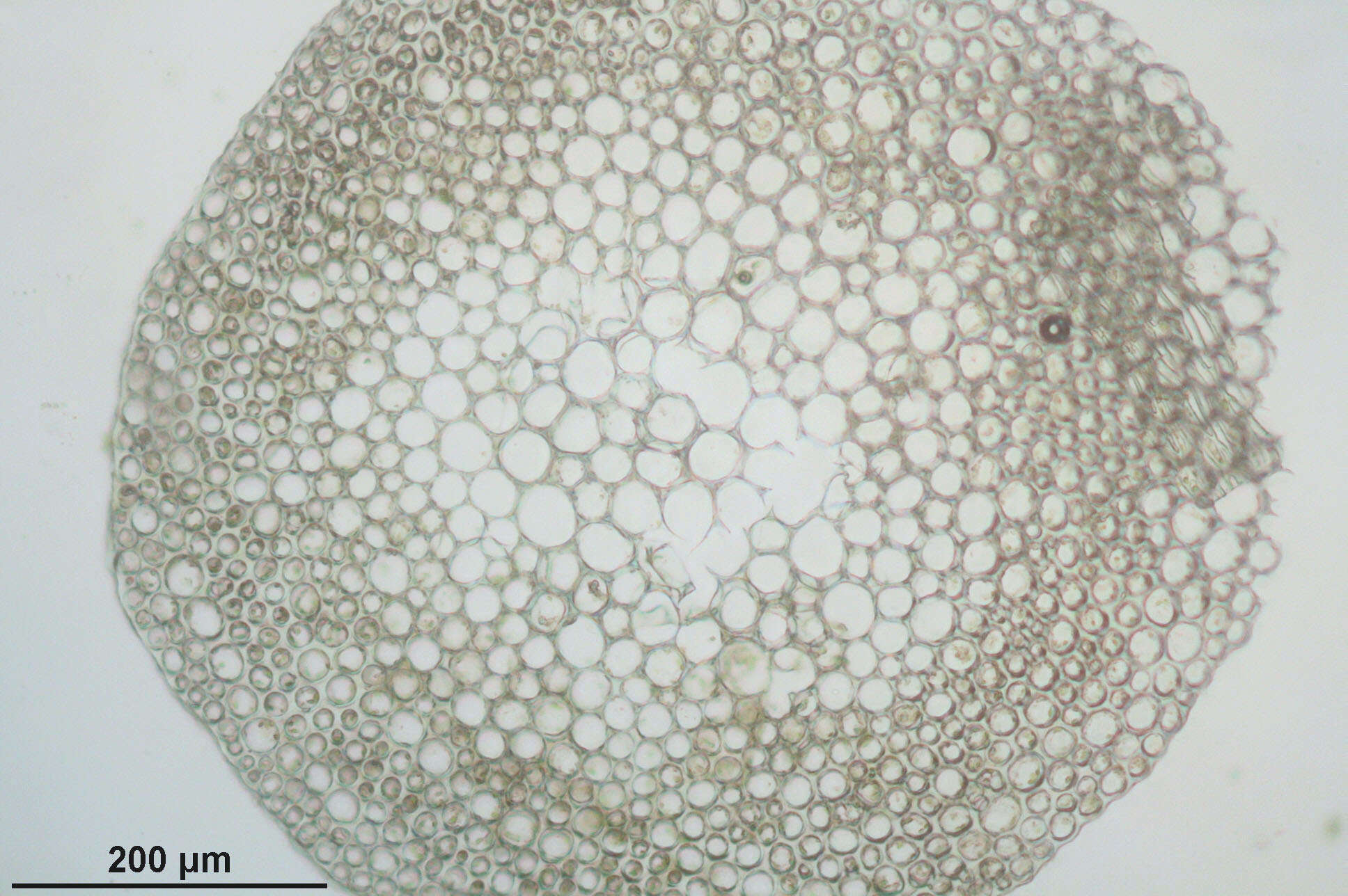 Imagem de Sphagnum angustifolium C. E. O. Jensen 1896