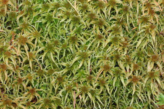 Imagem de Sphagnum angustifolium C. E. O. Jensen 1896