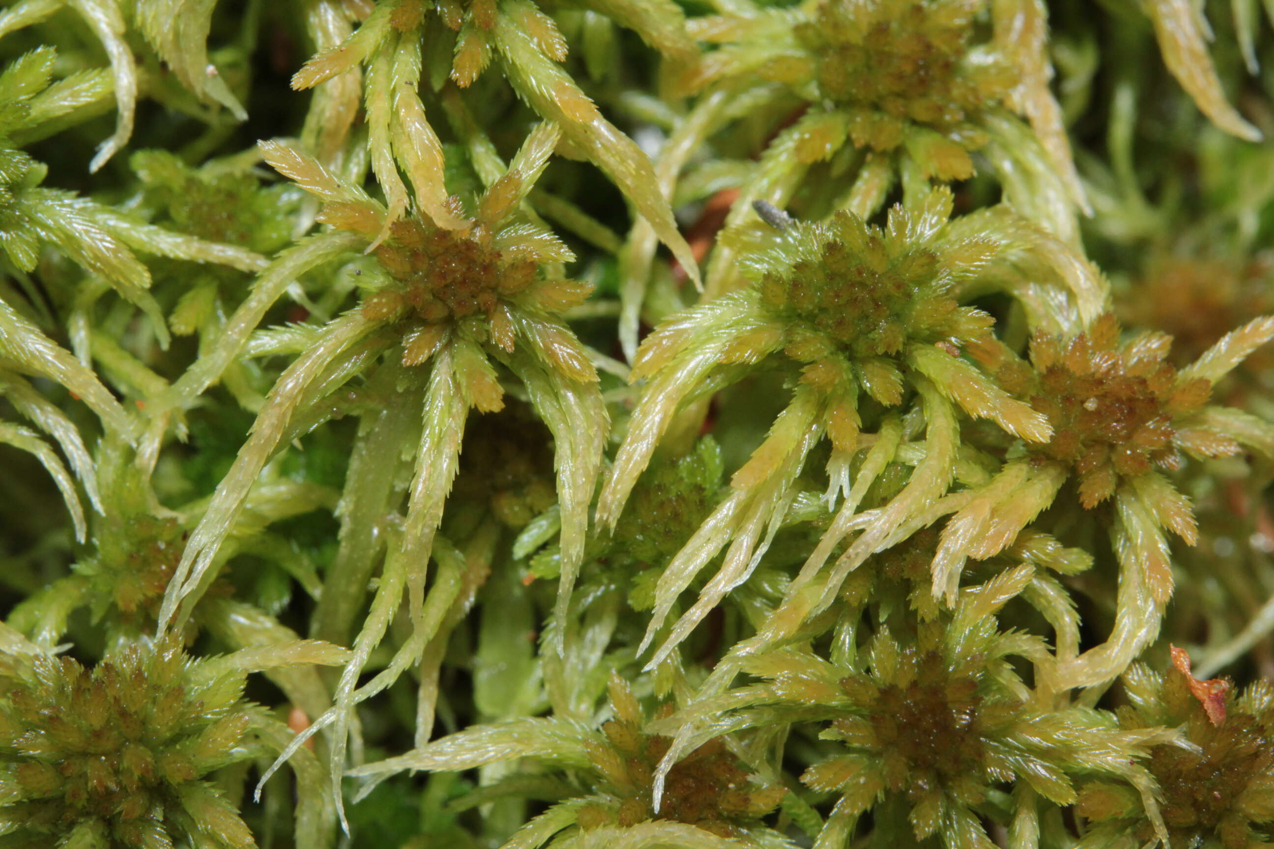 Imagem de Sphagnum angustifolium C. E. O. Jensen 1896