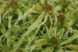 Image de Sphagnum angustifolium C. E. O. Jensen 1896