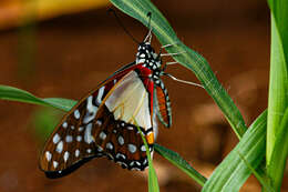 Image de Graphium angolanus (Goeze 1779)