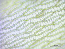 Imagem de Sphagnum angustifolium C. E. O. Jensen 1896