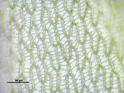 Image de Sphagnum angustifolium C. E. O. Jensen 1896