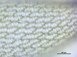 Image de Sphagnum angustifolium C. E. O. Jensen 1896