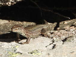 Image of Podarcis guadarramae guadarramae (Boscá 1916)