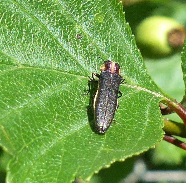 Image of Agrilus vittaticollis (Randall 1838)