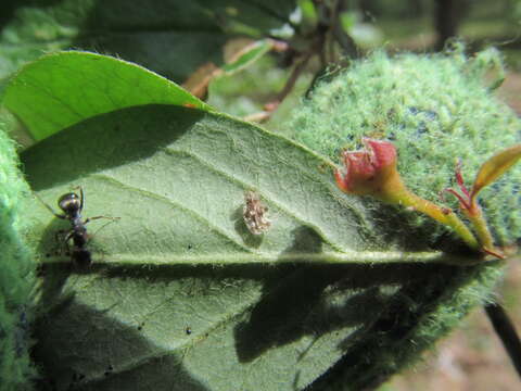 Image of azalea lace bug