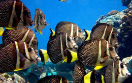 Image of Mustard Surgeonfish