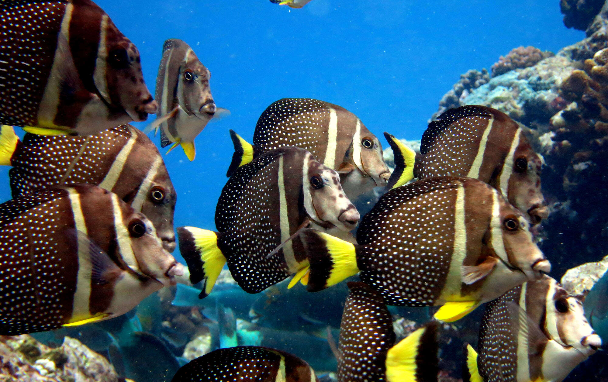 Image of Mustard Surgeonfish