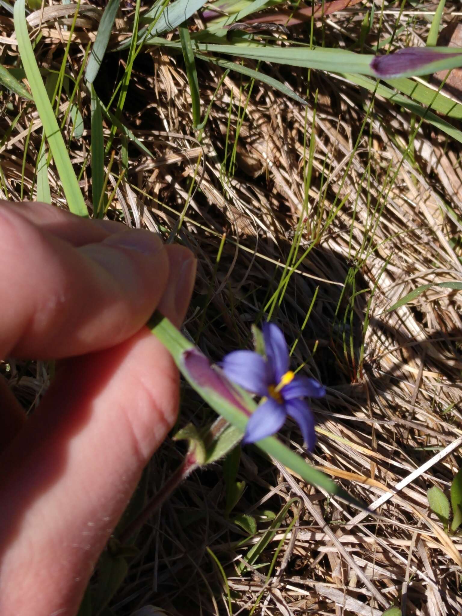 Image of Needle-Tip Blue-Eyed-Grass