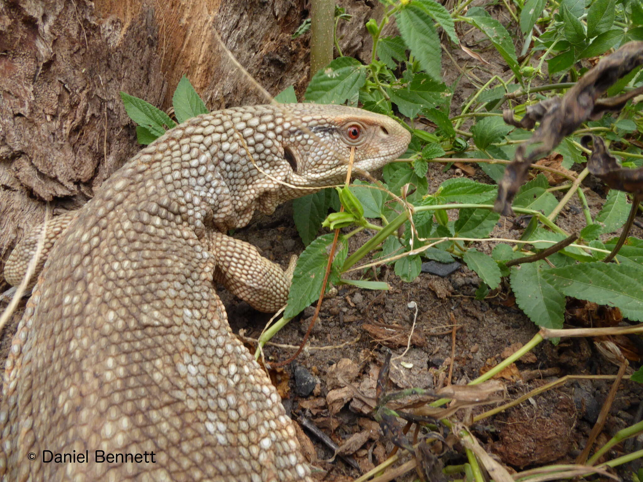 Image of Savannah Monitor