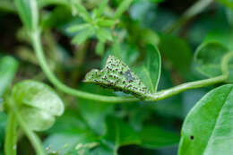 Imagem de Puccinia cribrata Arthur & Cummins 1933