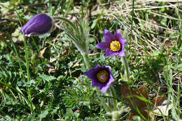 Imagem de Pulsatilla vulgaris Miller