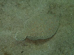 Image of Wide-eyed Flounder