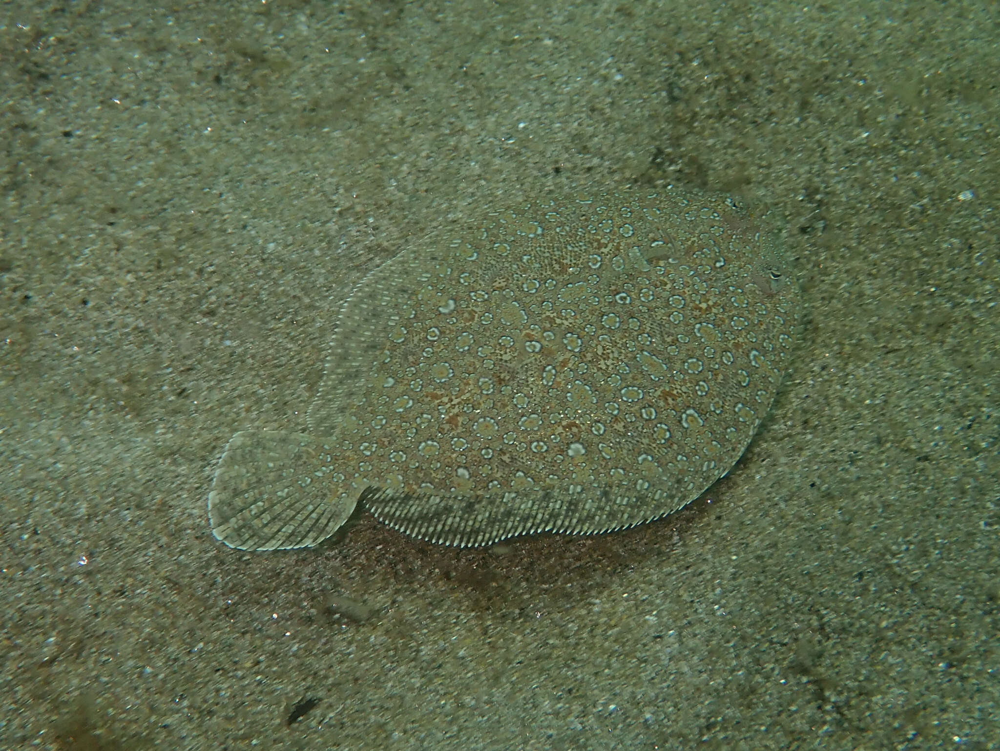 Image of Wide-eyed Flounder