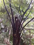 Image of Tree Fern Black