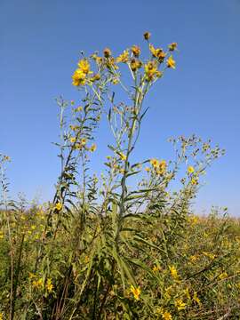 Image of California sunflower