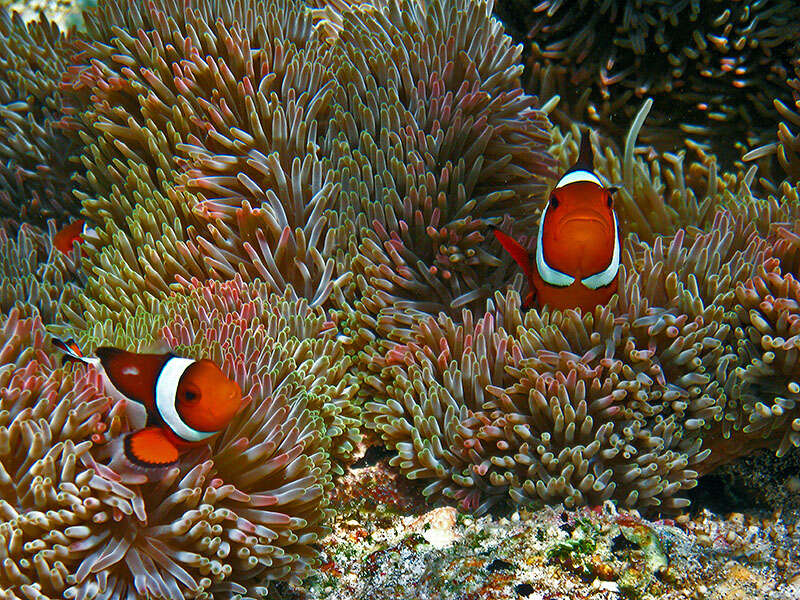 Image de Poisson-clown du Pacifique