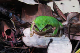 Image of Northern Pacific Treefrog