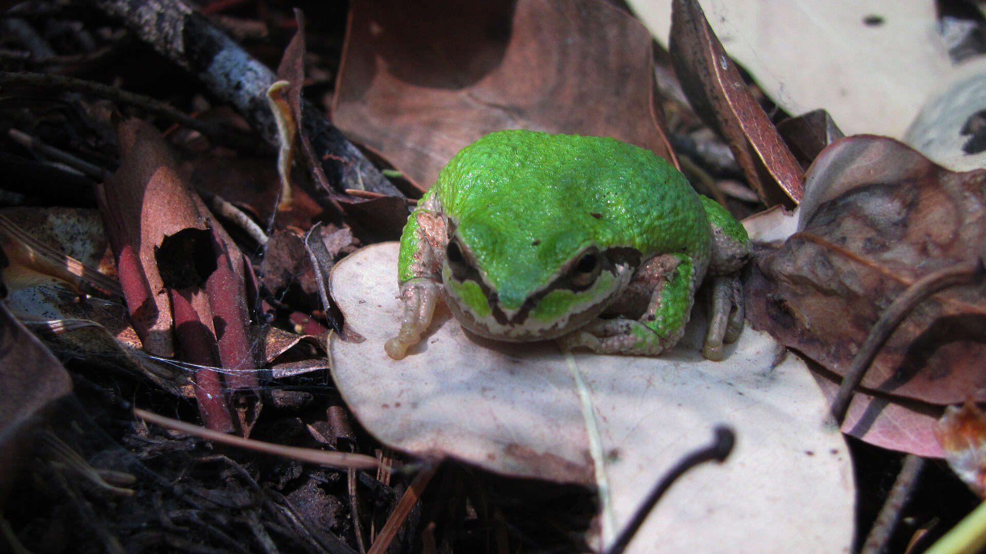 Image of Northern Pacific Treefrog