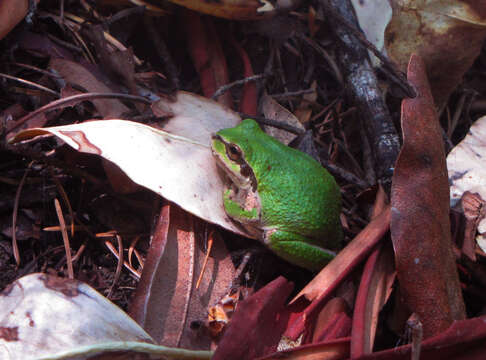 Image of Northern Pacific Treefrog