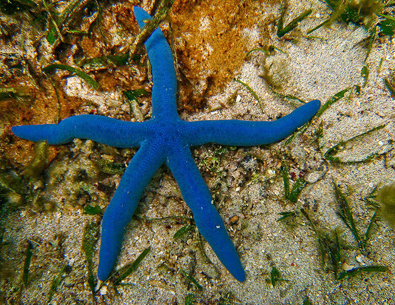 Image of Blue linckia seastar