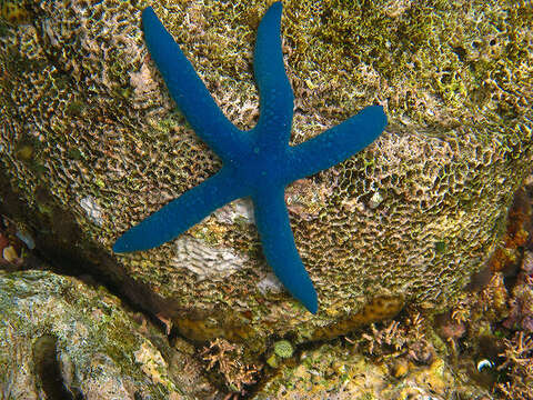 Image of Blue linckia seastar