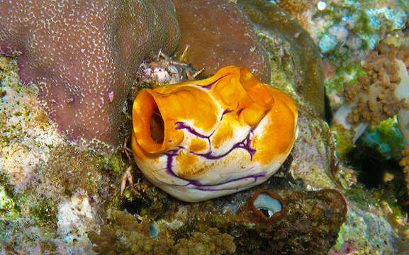 Image of Ox heart ascidian