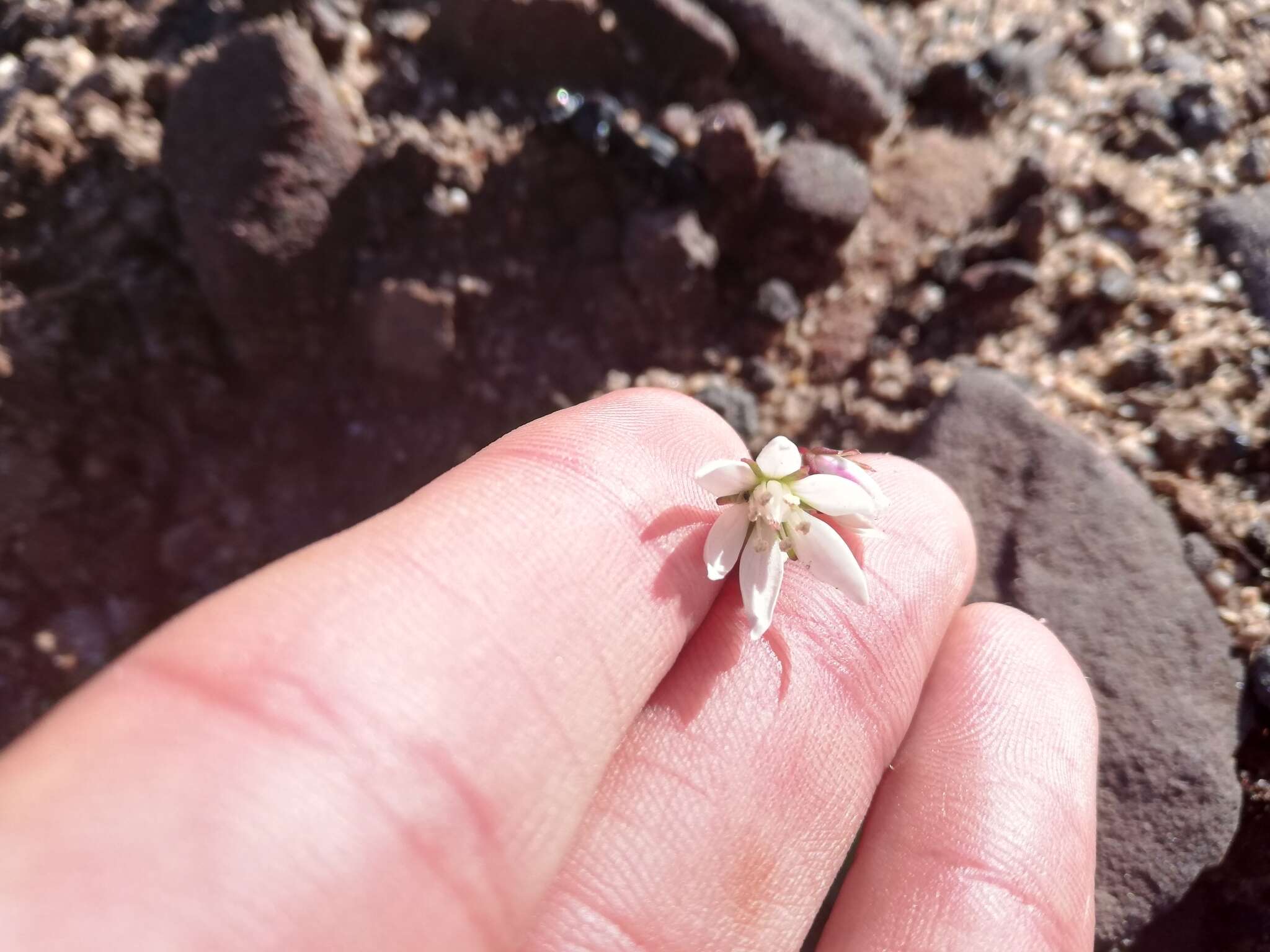 Image of Crassula capensis (L.) Baill.