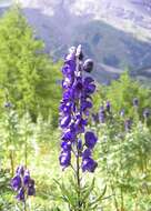 Слика од Aconitum napellus L.