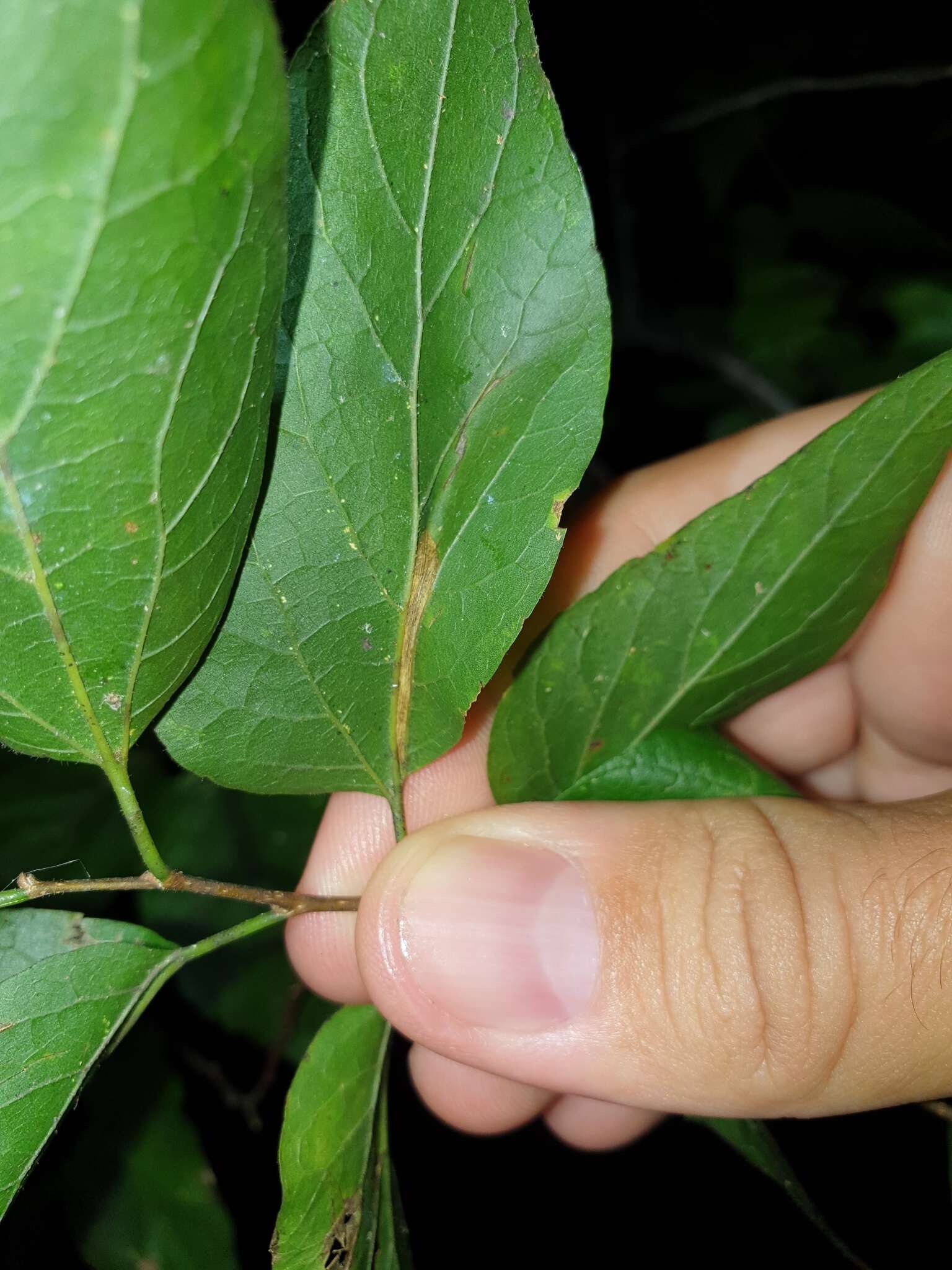 صورة Phyllonorycter celtifoliella (Chambers 1871)