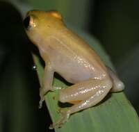 Image of Avoca Reed Frog