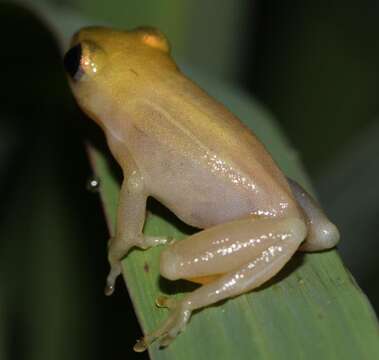 Image of Avoca Reed Frog