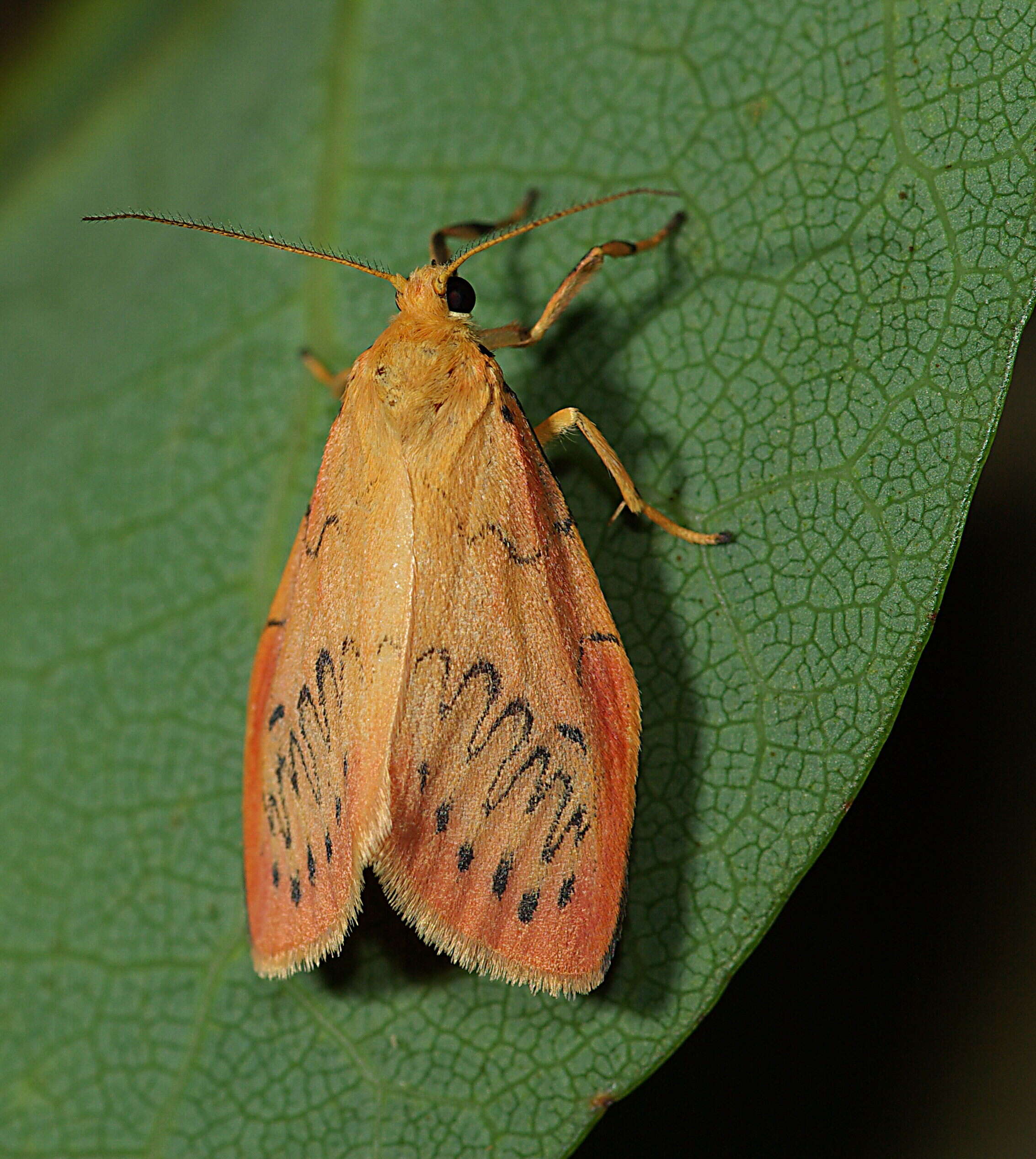 Image of rosy footman