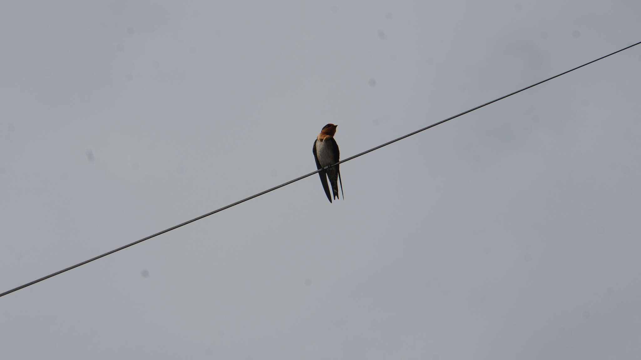 Image of Hirundo tahitica namiyei (Stejneger 1887)